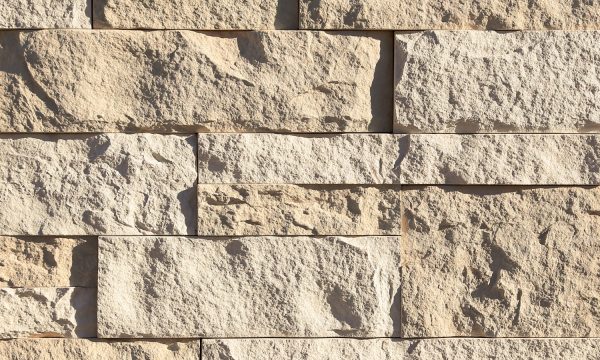 Cut Coarse Stone Seashell